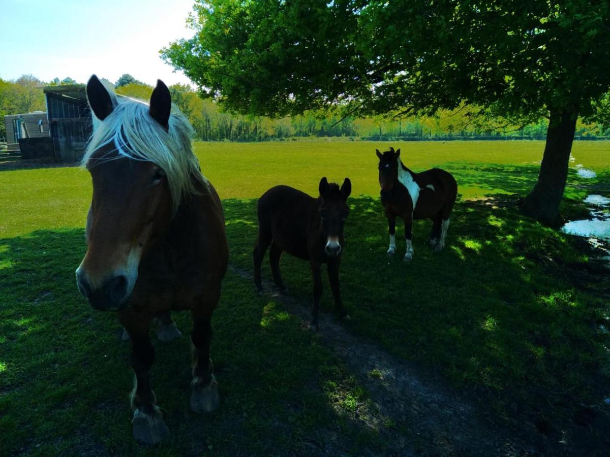 Holiday home Eco Nature, A La Ferme Vendays-Montalivet