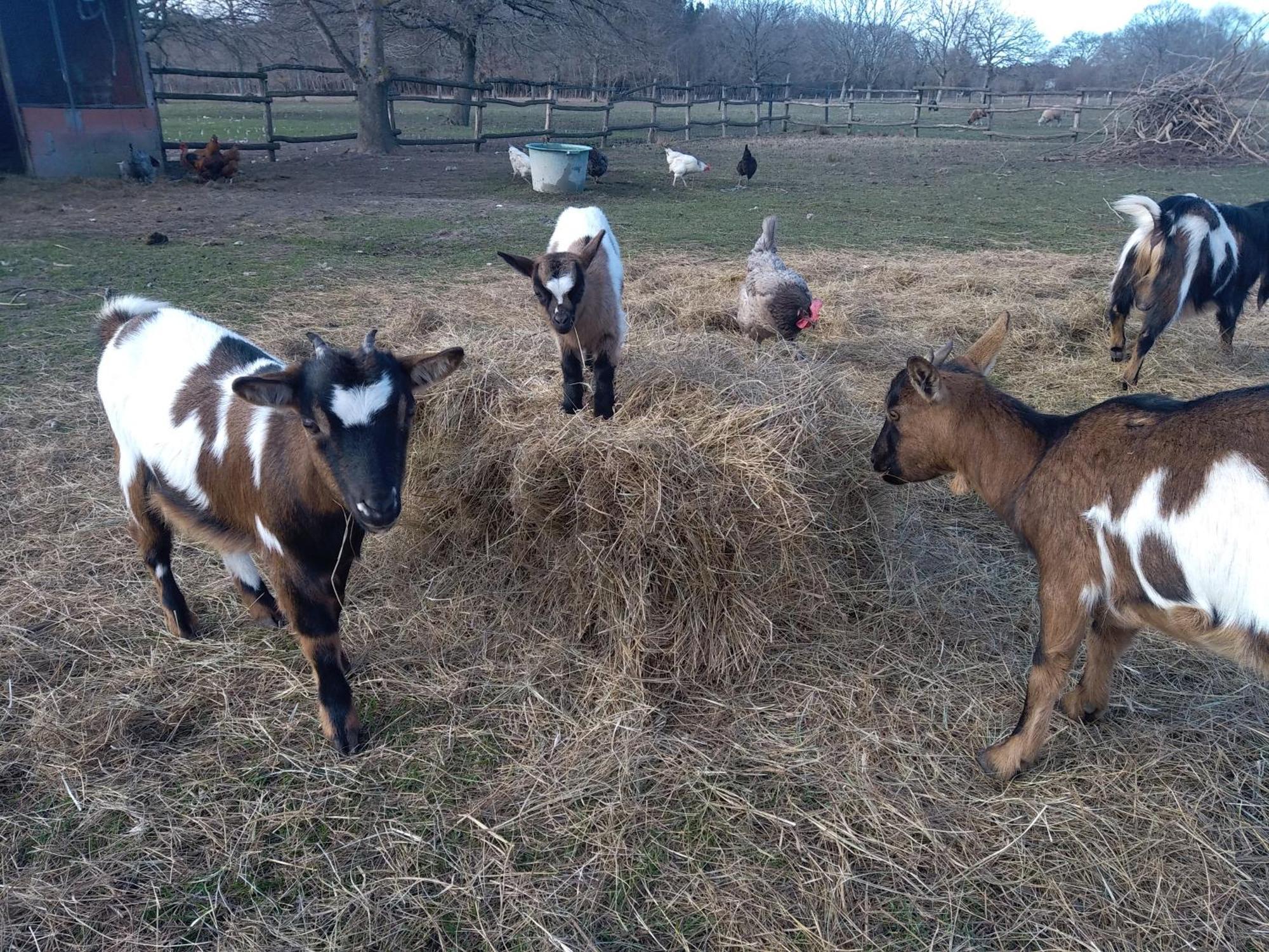 Eco Nature, A La Ferme *